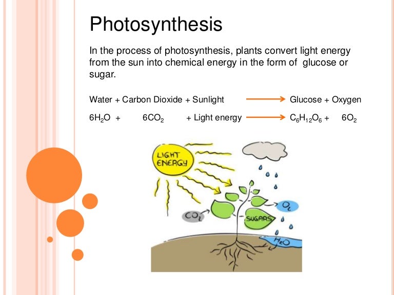photosynthesis for kids micro teaching on photosynthesis